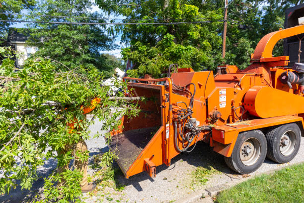 Best Tree Trimming Near Me  in Auburn, CA